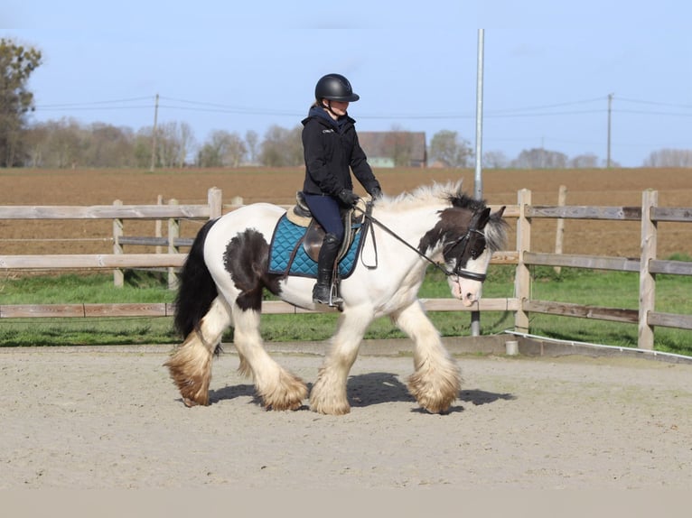 Cob Irlandese / Tinker / Gypsy Vanner Castrone 6 Anni 144 cm Pezzato in Pepingen