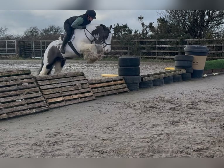 Cob Irlandese / Tinker / Gypsy Vanner Castrone 6 Anni 144 cm Pezzato in Pepingen