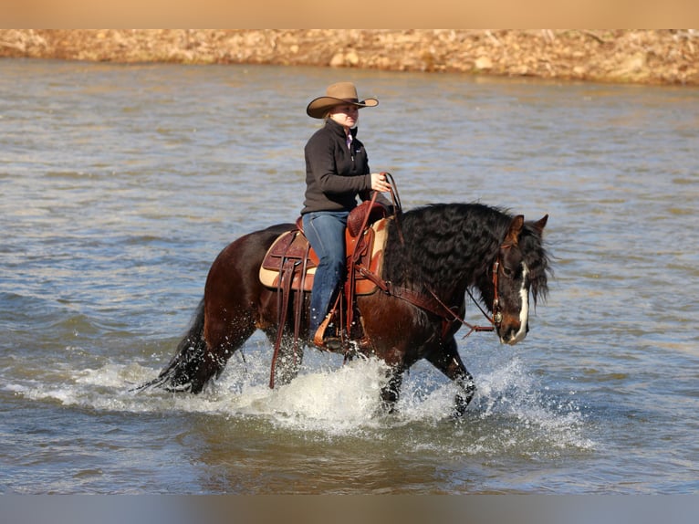 Cob Irlandese / Tinker / Gypsy Vanner Castrone 6 Anni 145 cm Baio ciliegia in Clarion