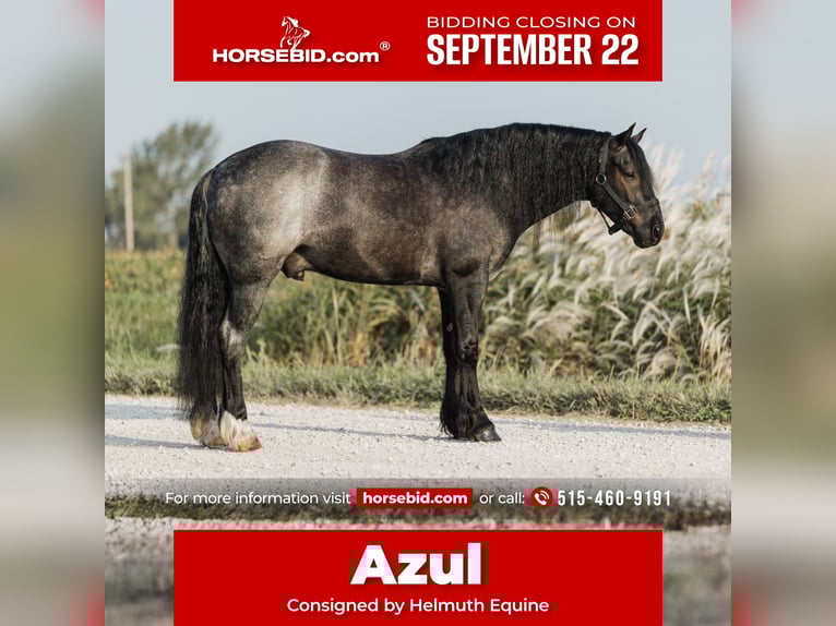 Cob Irlandese / Tinker / Gypsy Vanner Mix Castrone 6 Anni 145 cm Roano blu in Ames, IA