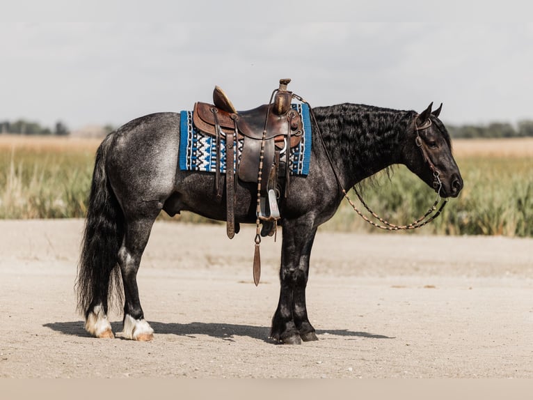 Cob Irlandese / Tinker / Gypsy Vanner Mix Castrone 6 Anni 145 cm Roano blu in Ames, IA
