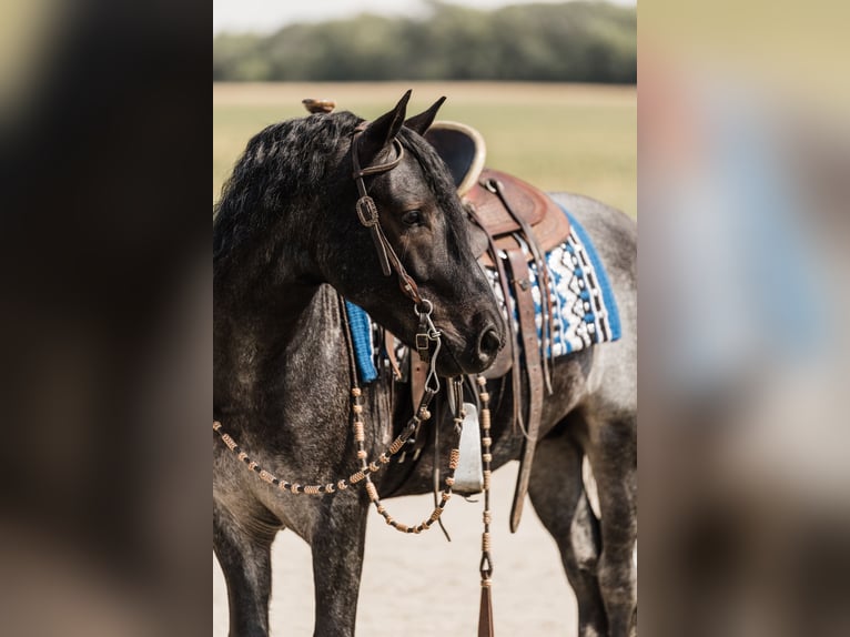 Cob Irlandese / Tinker / Gypsy Vanner Mix Castrone 6 Anni 145 cm Roano blu in Ames, IA
