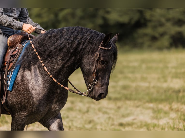 Cob Irlandese / Tinker / Gypsy Vanner Mix Castrone 6 Anni 145 cm Roano blu in Ames, IA