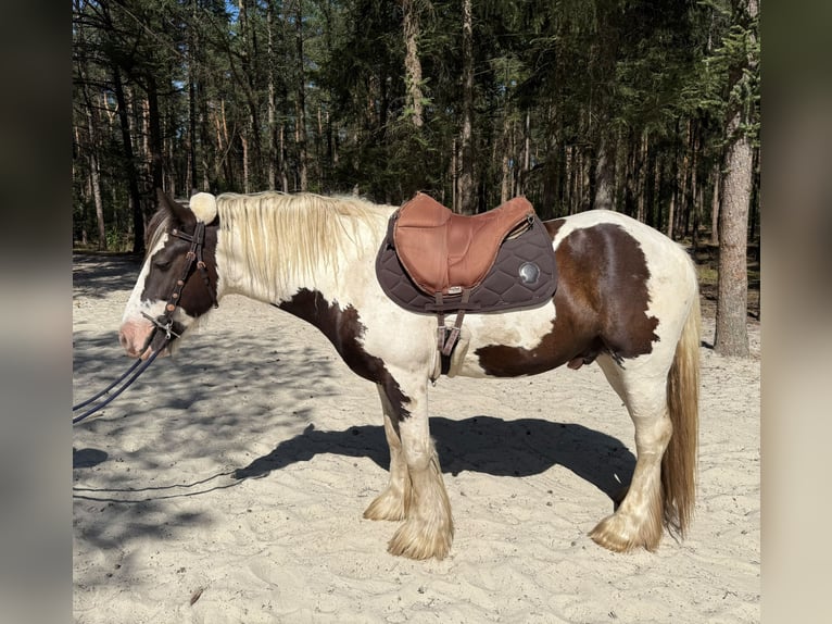 Cob Irlandese / Tinker / Gypsy Vanner Castrone 6 Anni 146 cm Pezzato in Lathen