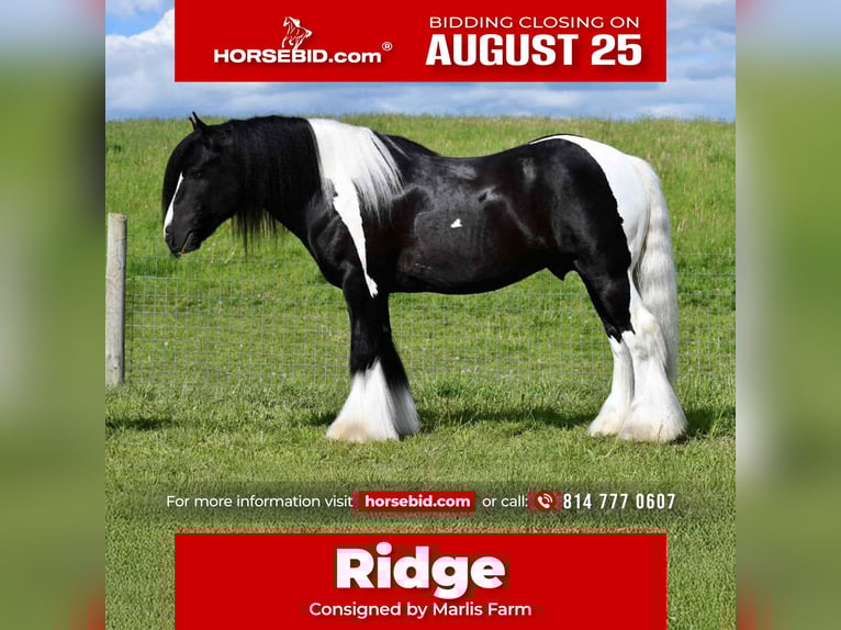 Cob Irlandese / Tinker / Gypsy Vanner Castrone 6 Anni 150 cm in Rebersburg, PA