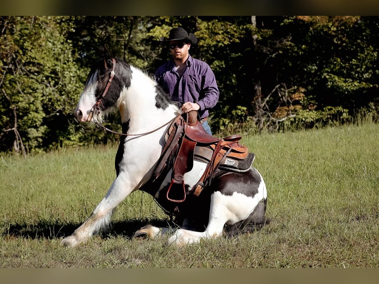 Cob Irlandese / Tinker / Gypsy Vanner Castrone 6 Anni 150 cm Tobiano-tutti i colori in Santa Fe, TN