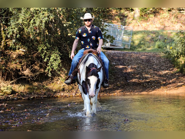 Cob Irlandese / Tinker / Gypsy Vanner Castrone 6 Anni 150 cm Tobiano-tutti i colori in Santa Fe, TN