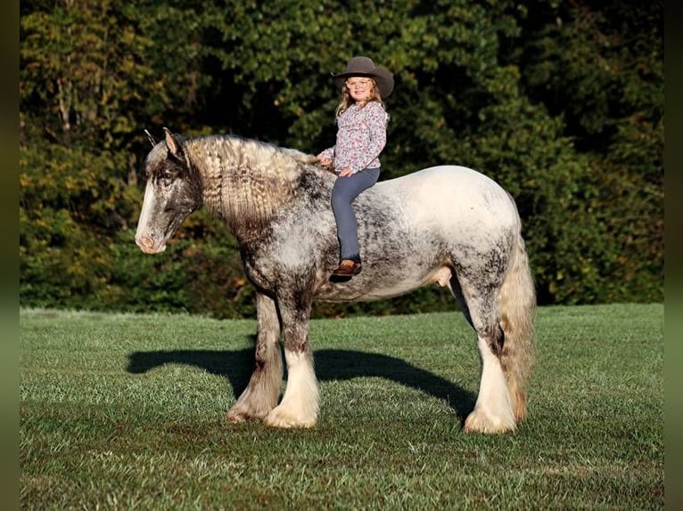 Cob Irlandese / Tinker / Gypsy Vanner Castrone 6 Anni 152 cm in Mount Vernon Ky