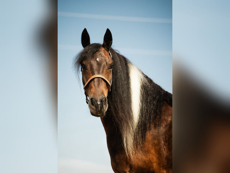 Cob Irlandese / Tinker / Gypsy Vanner Mix Castrone 6 Anni 152 cm Pezzato in Cambridge