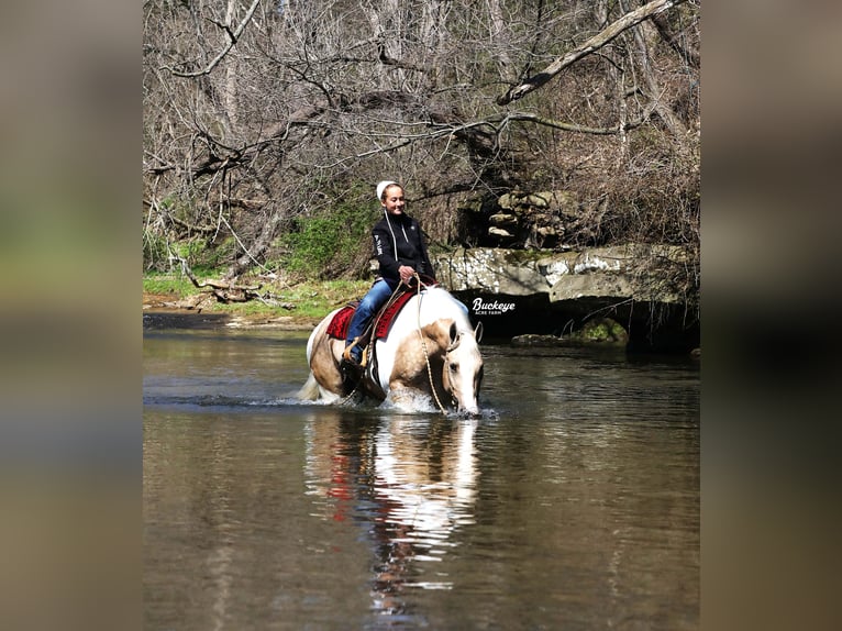 Cob Irlandese / Tinker / Gypsy Vanner Mix Castrone 6 Anni 152 cm Tobiano-tutti i colori in Millersburg