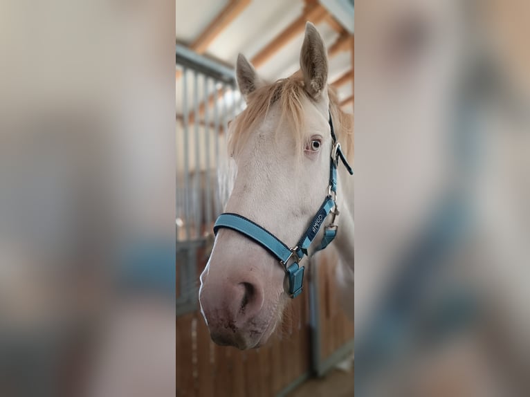 Cob Irlandese / Tinker / Gypsy Vanner Castrone 6 Anni 153 cm Cremello in Töttös