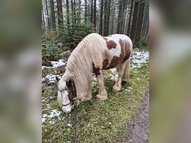 Cob Irlandese / Tinker / Gypsy Vanner Castrone 6 Anni 155 cm Pezzato in Westoverledingen