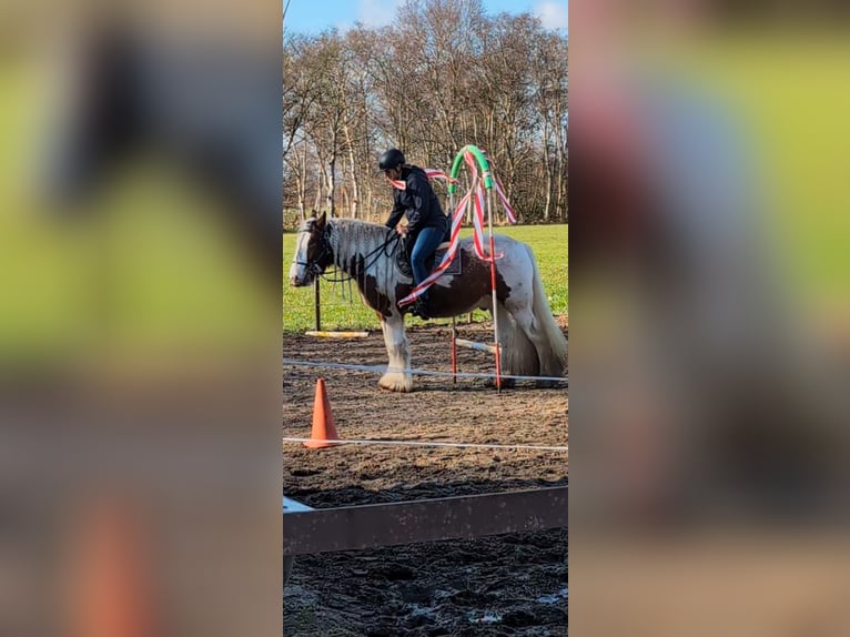 Cob Irlandese / Tinker / Gypsy Vanner Castrone 6 Anni 156 cm Pezzato in Westoverledingen