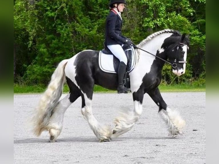 Cob Irlandese / Tinker / Gypsy Vanner Castrone 6 Anni 163 cm Bianco in GL1 1AJ