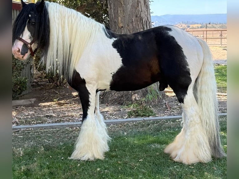 Cob Irlandese / Tinker / Gypsy Vanner Castrone 6 Anni 163 cm Bianco in GL1 1AJ