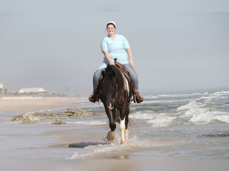 Cob Irlandese / Tinker / Gypsy Vanner Mix Castrone 6 Anni 163 cm Pezzato in Fresno