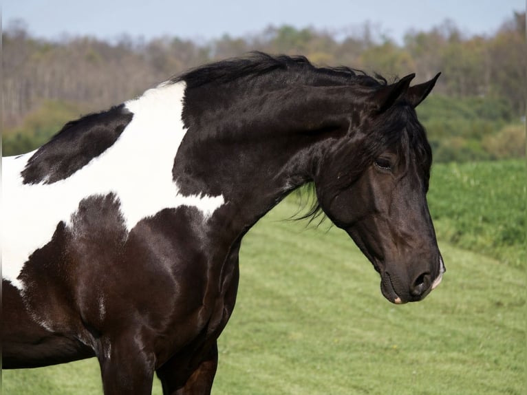 Cob Irlandese / Tinker / Gypsy Vanner Mix Castrone 6 Anni 163 cm Pezzato in Fresno