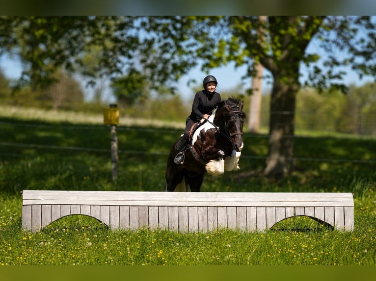 Cob Irlandese / Tinker / Gypsy Vanner Mix Castrone 6 Anni 163 cm Pezzato in Fresno