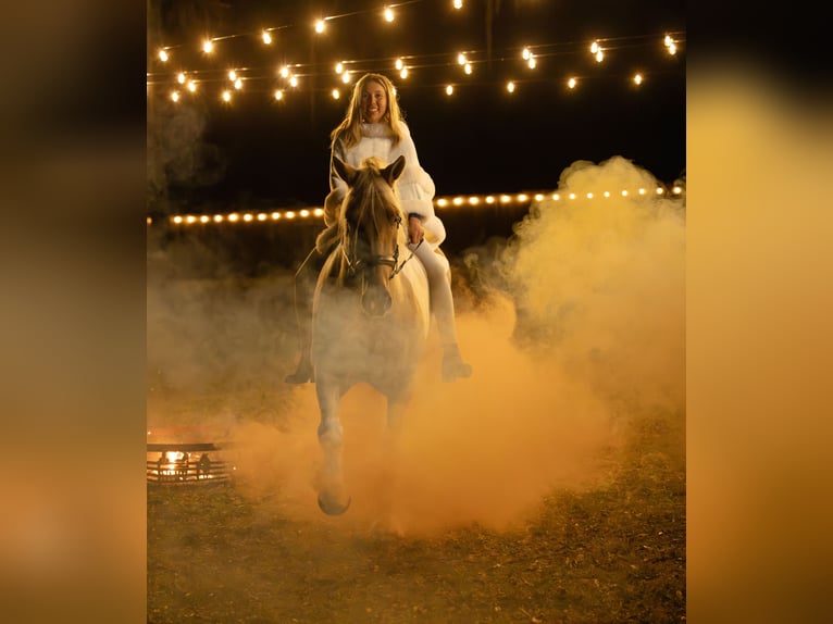 Cob Irlandese / Tinker / Gypsy Vanner Mix Castrone 6 Anni 168 cm Pezzato in Ocala