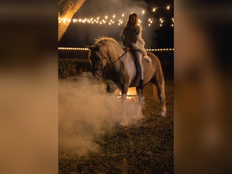 Cob Irlandese / Tinker / Gypsy Vanner Mix Castrone 6 Anni 168 cm Pezzato in Ocala