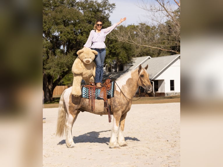 Cob Irlandese / Tinker / Gypsy Vanner Mix Castrone 6 Anni 168 cm Pezzato in Ocala