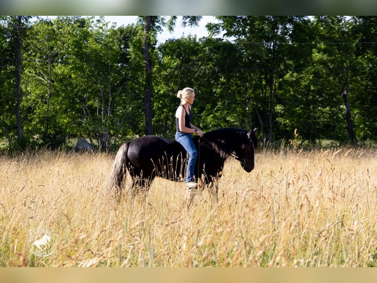Cob Irlandese / Tinker / Gypsy Vanner Castrone 6 Anni Morello in Middleboro