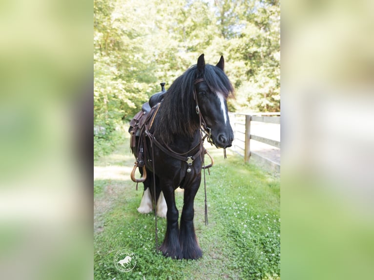 Cob Irlandese / Tinker / Gypsy Vanner Castrone 6 Anni Morello in Middleboro