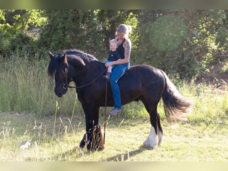 Cob Irlandese / Tinker / Gypsy Vanner Castrone 6 Anni Morello in Middleboro
