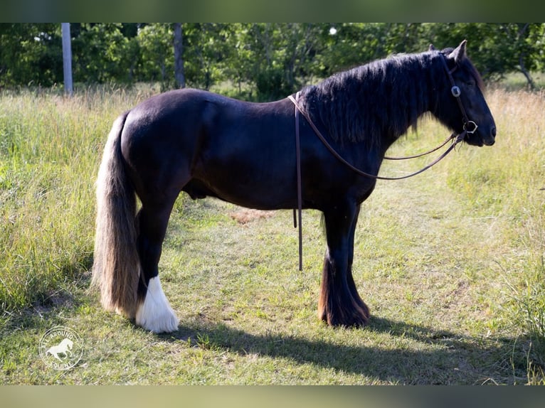 Cob Irlandese / Tinker / Gypsy Vanner Castrone 6 Anni Morello in Middleboro