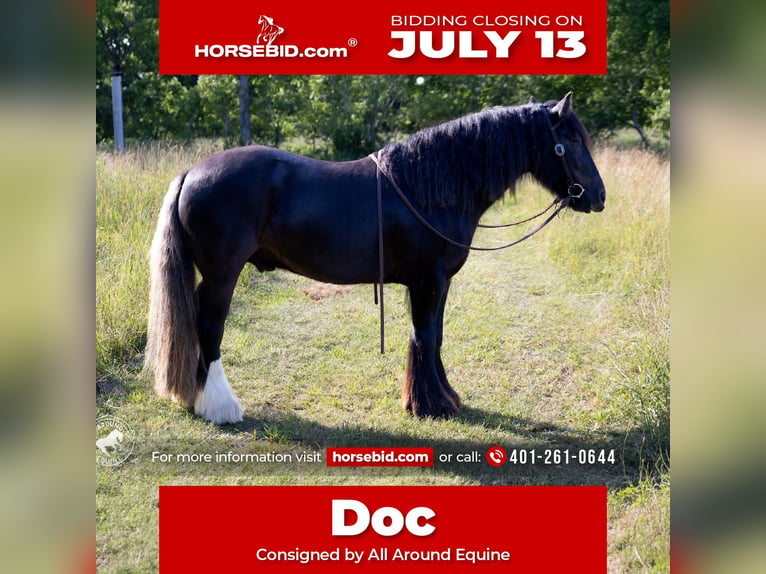 Cob Irlandese / Tinker / Gypsy Vanner Castrone 6 Anni Morello in Middleboro