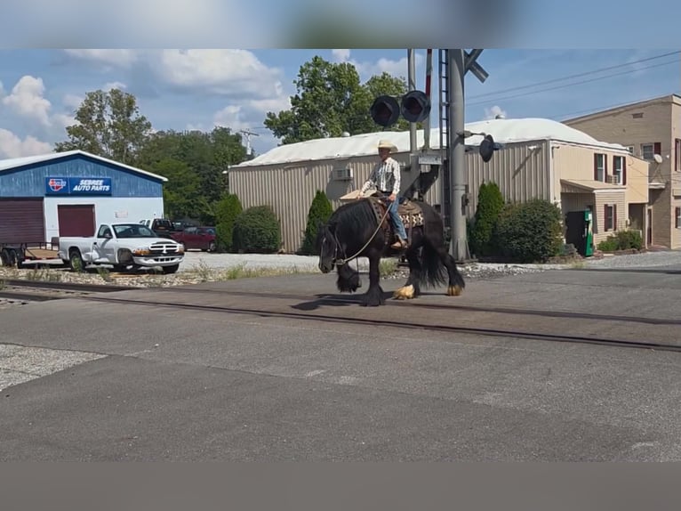 Cob Irlandese / Tinker / Gypsy Vanner Castrone 6 Anni Morello in Sebree