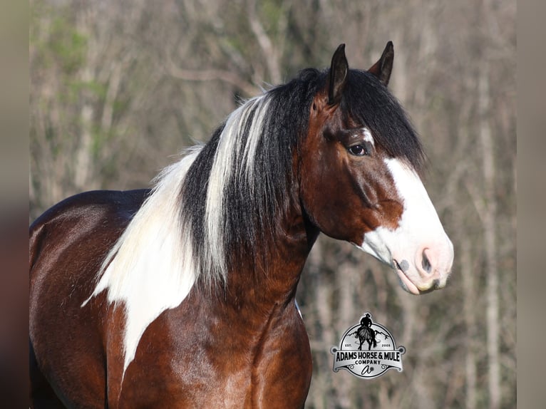 Cob Irlandese / Tinker / Gypsy Vanner Castrone 6 Anni  in Mount Vernon