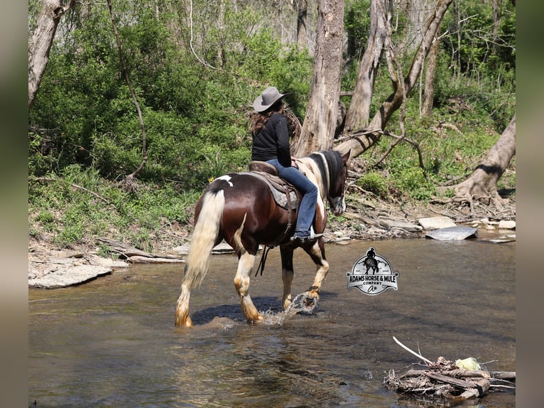 Cob Irlandese / Tinker / Gypsy Vanner Castrone 6 Anni  in Mount Vernon