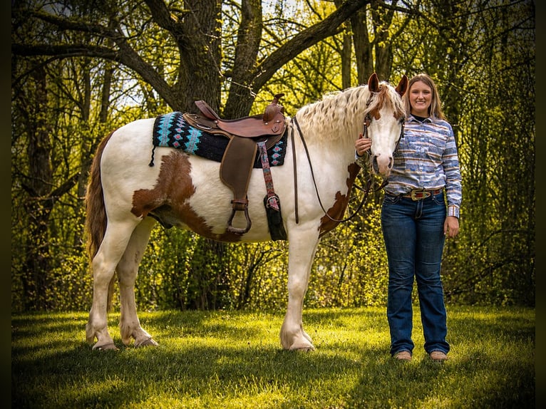 Cob Irlandese / Tinker / Gypsy Vanner Mix Castrone 6 Anni Pezzato in Saint Joe