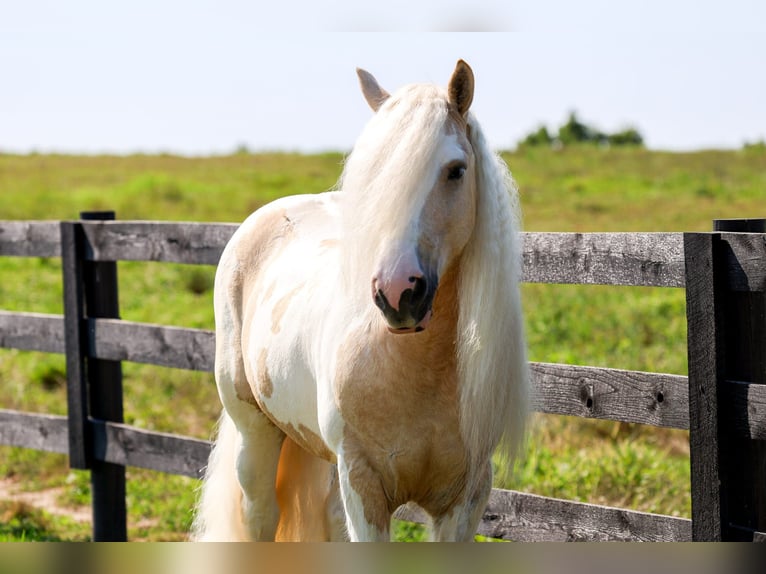 Cob Irlandese / Tinker / Gypsy Vanner Castrone 6 Anni Pezzato in Fredericksburg