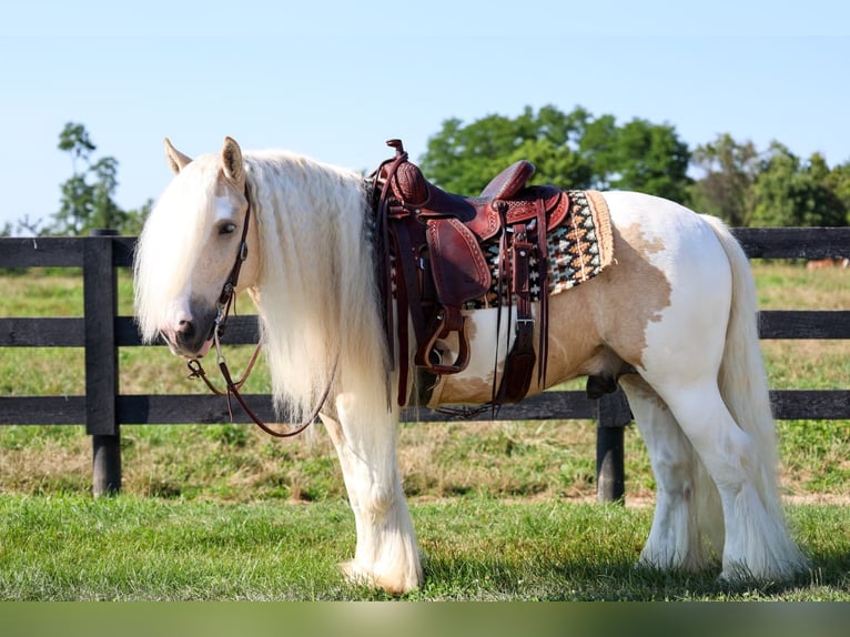 Cob Irlandese / Tinker / Gypsy Vanner Castrone 6 Anni Pezzato in Fredericksburg