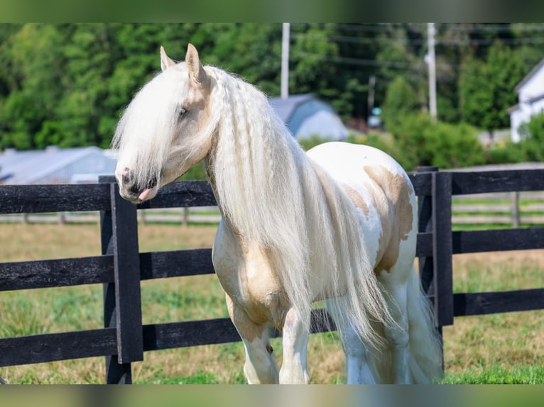Cob Irlandese / Tinker / Gypsy Vanner Castrone 6 Anni Pezzato in Fredericksburg
