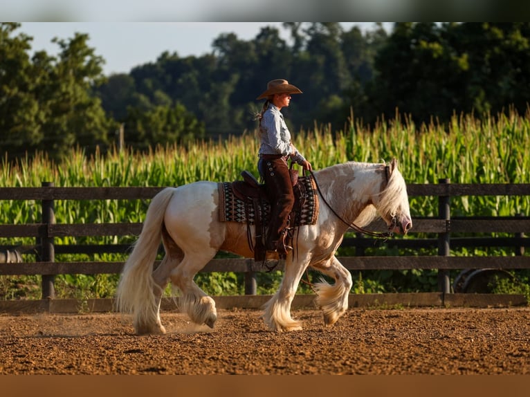 Cob Irlandese / Tinker / Gypsy Vanner Castrone 6 Anni Pezzato in Fredericksburg