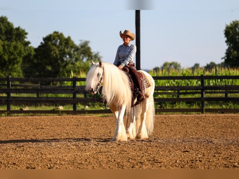 Cob Irlandese / Tinker / Gypsy Vanner Castrone 6 Anni Pezzato in Fredericksburg