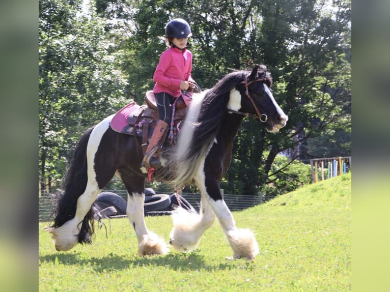 Cob Irlandese / Tinker / Gypsy Vanner Castrone 6 Anni Pezzato in Howell