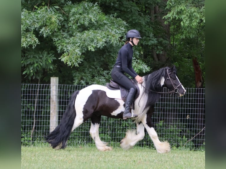 Cob Irlandese / Tinker / Gypsy Vanner Castrone 6 Anni Pezzato in Howell