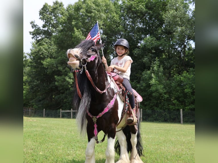 Cob Irlandese / Tinker / Gypsy Vanner Castrone 6 Anni Pezzato in Howell