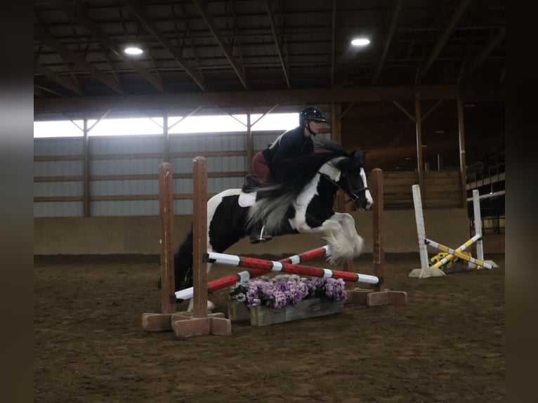 Cob Irlandese / Tinker / Gypsy Vanner Castrone 6 Anni Pezzato in Howell