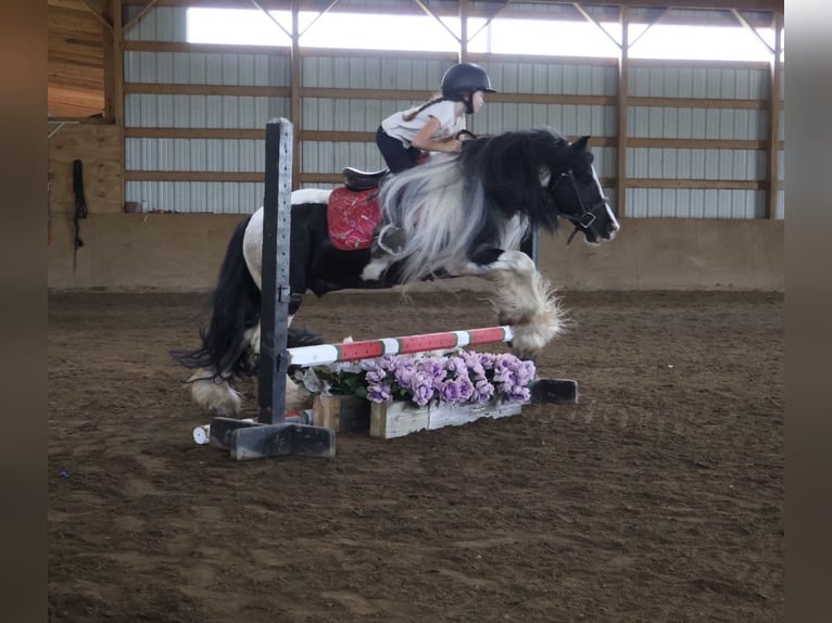 Cob Irlandese / Tinker / Gypsy Vanner Castrone 6 Anni Pezzato in Howell