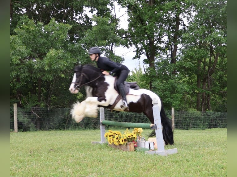 Cob Irlandese / Tinker / Gypsy Vanner Castrone 6 Anni Pezzato in Howell