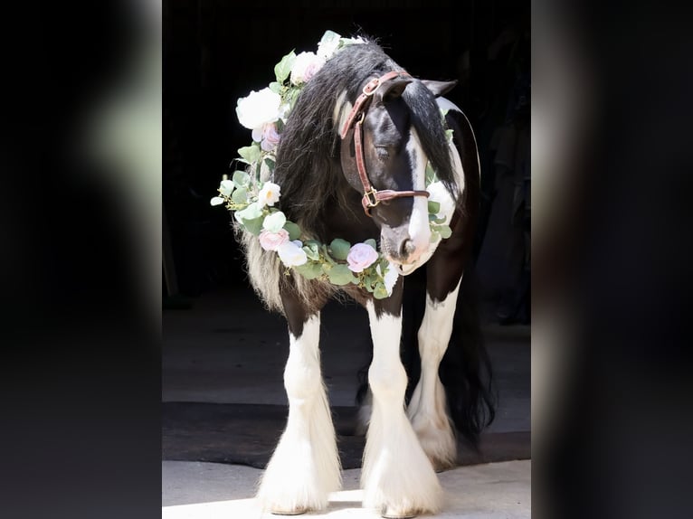Cob Irlandese / Tinker / Gypsy Vanner Castrone 6 Anni Pezzato in Howell