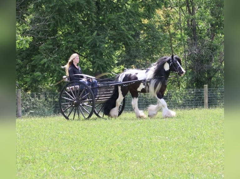 Cob Irlandese / Tinker / Gypsy Vanner Castrone 6 Anni Pezzato in Howell