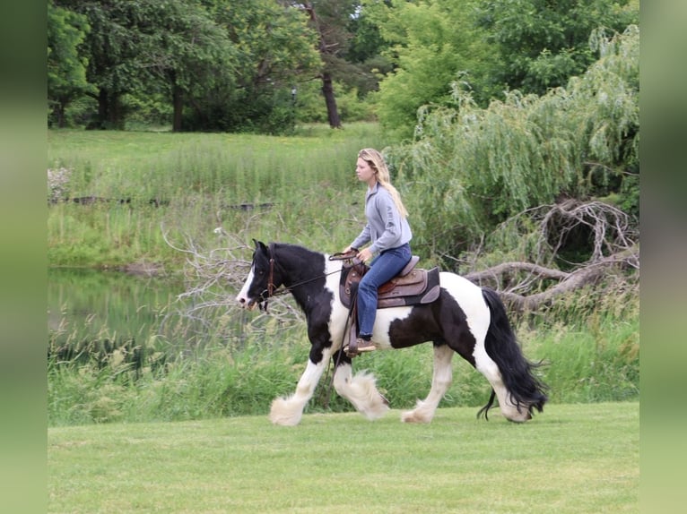 Cob Irlandese / Tinker / Gypsy Vanner Castrone 6 Anni Pezzato in Howell
