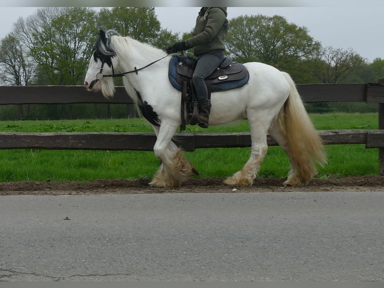 Cob Irlandese / Tinker / Gypsy Vanner Castrone 7 Anni 137 cm Pezzato in Lathen