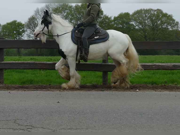 Cob Irlandese / Tinker / Gypsy Vanner Castrone 7 Anni 137 cm Pezzato in Lathen